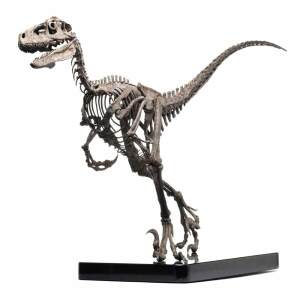 Jurassic Park Estatua 1/4 Raptor Skeleton Bronze 46 cm