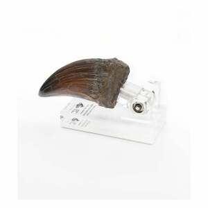 Jurassic Park Estatua T-Rex Hand Claw 13 cm