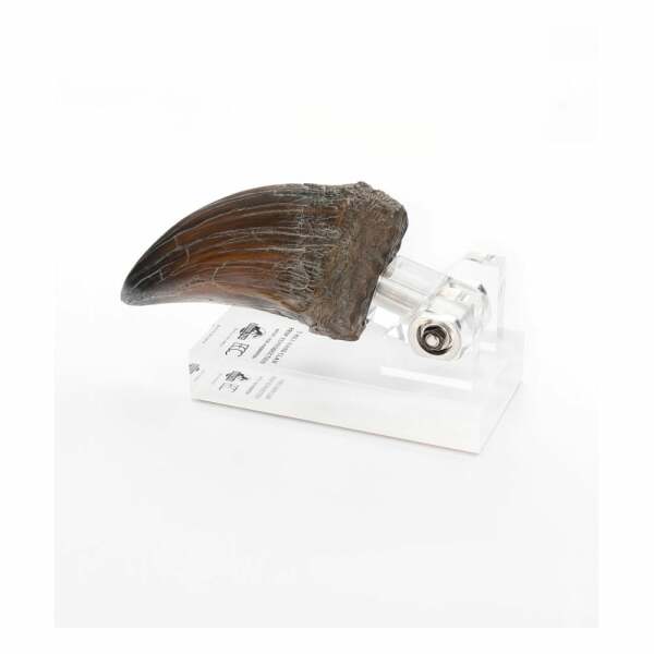 Jurassic Park Estatua T-Rex Hand Claw 13 cm